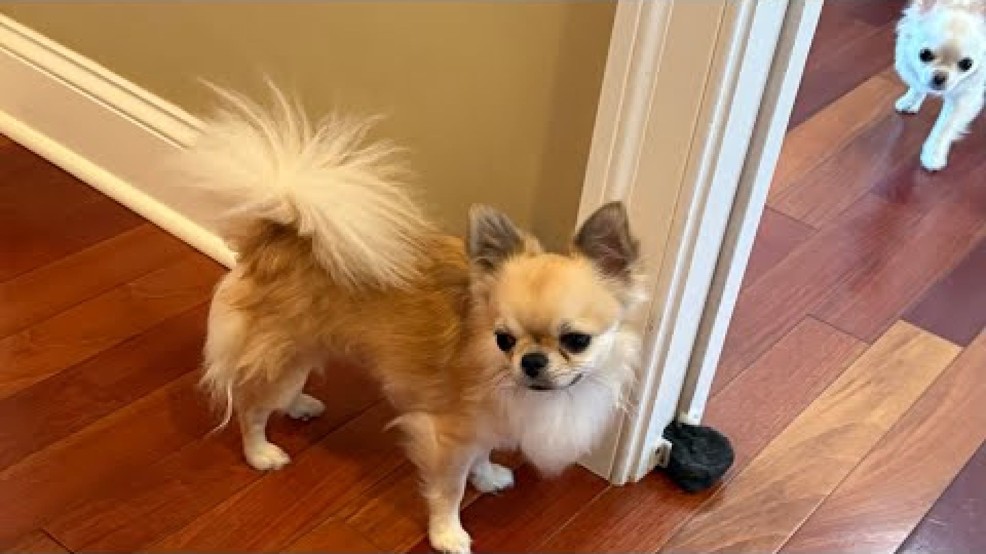Breakfast for 8 plant based dogs. 🥰 🐩🐕🐕🐕🐕🐕🐕🐕